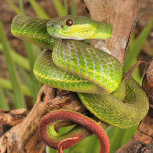 we have Chinese Green Tree Viper for sale