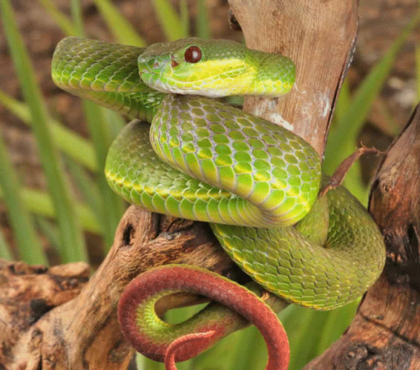 we have Chinese Green Tree Viper for sale