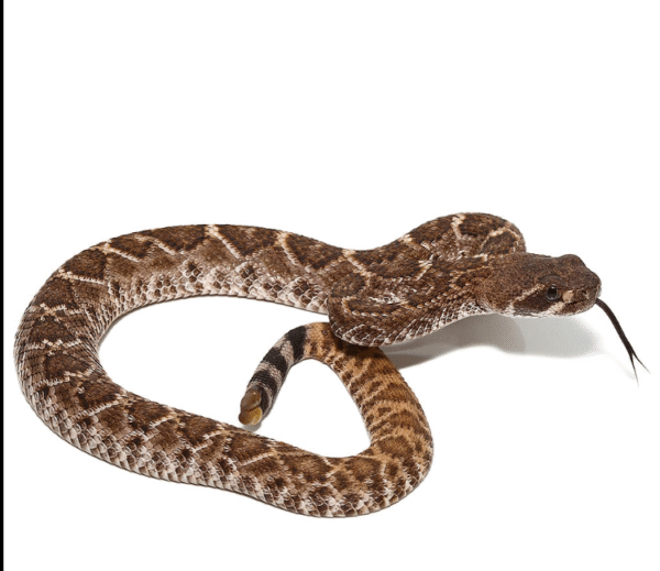 Baby Red Western Diamondback Rattlesnake