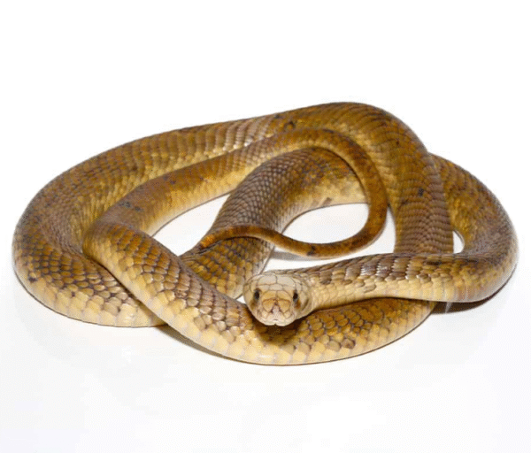 we have Egyptian Cobra Pair available for sale