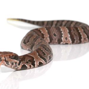 Baby Cotton Mouth Water Moccasin for sale