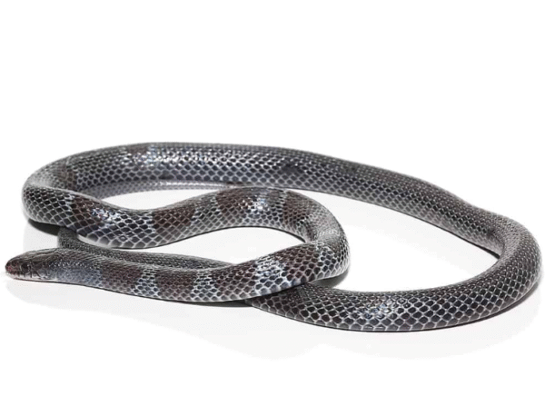 we have African Garter Snake for sale