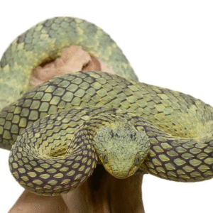 Green Squamigera Bush Viper available for sale