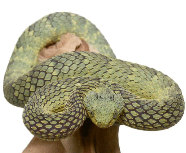 Green Squamigera Bush Viper available for sale