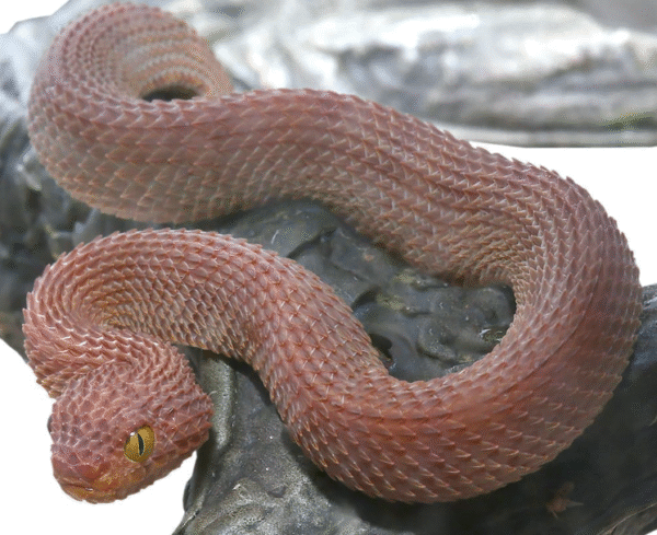 Baby Red Patternless Squamigera Bush Viper