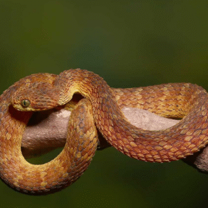 Adult Red Flame Squamigera Bush Viper for sale