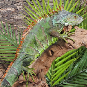 Green Iguana (3 – 4′) for sale.