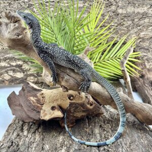 Batanta Island Peach Throat Monitor