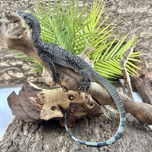 Batanta Island Peach Throat Monitor