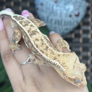 Cupid” Adult Pinstripe Crested Gecko