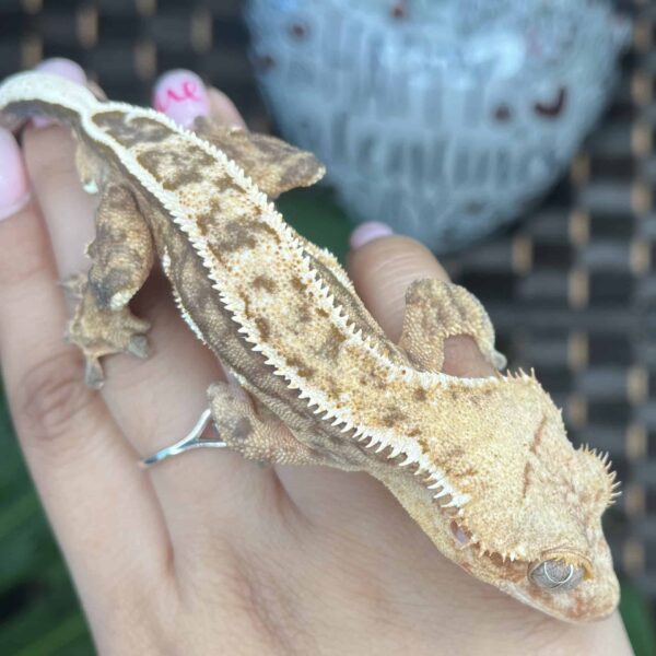 Cupid” Adult Pinstripe Crested Gecko