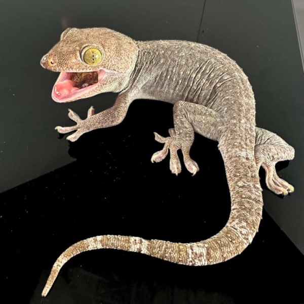 Adult Male Silver And Gold Tokay Gecko