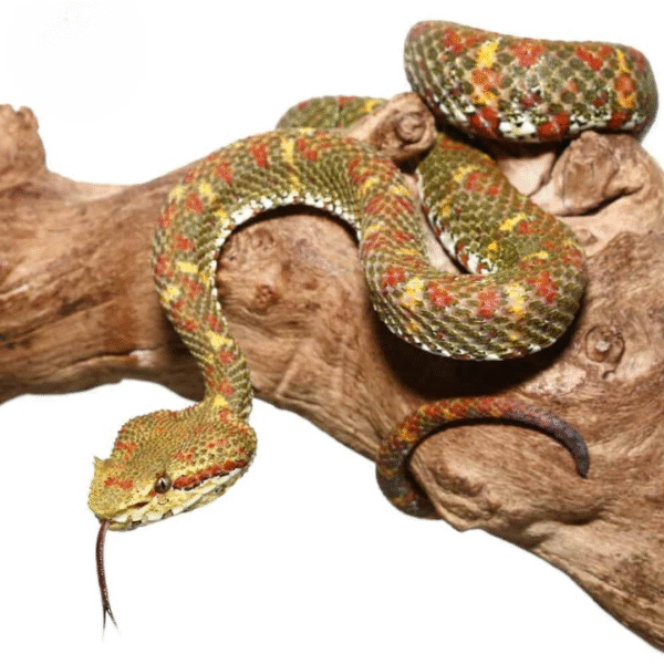 2018 Female Christmas Tree Eyelash Viper