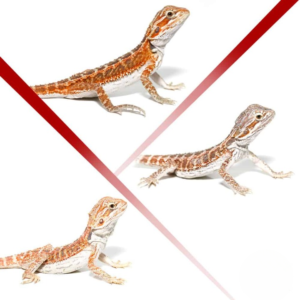 Baby Hypo Inferno Bearded Dragon 3 Pack
