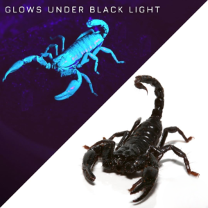 Minotaur Forest Scorpion Pair