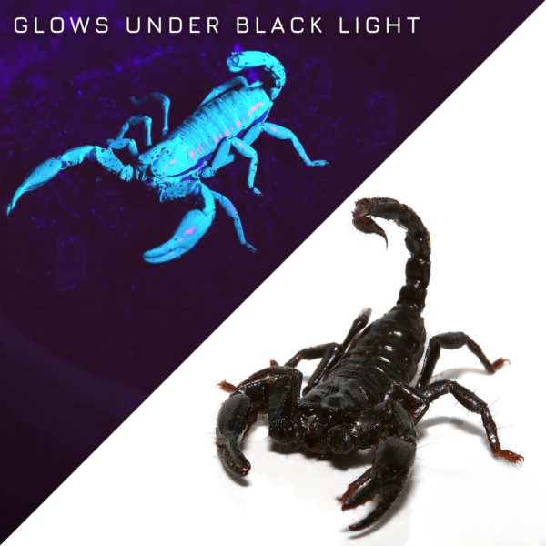 Minotaur Forest Scorpion Pair