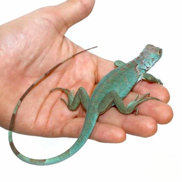 Baby Blue Axanthic Iguana