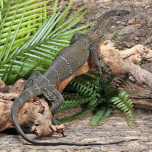 Adult Black Roughneck Monitor