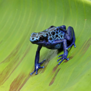 Adult Blue Azureus Tinctorius Dart Frog