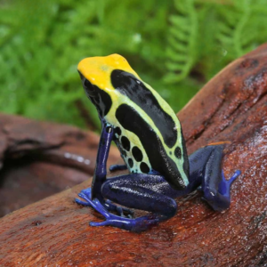 Adult Cobalt Blue Tinctorius Dart Frog
