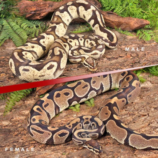 Adult Ball Python Pair for sale: Pied Project