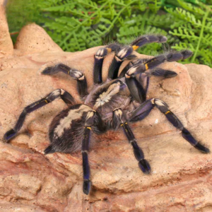 Gooty Sapphire Ornamental Tarantula