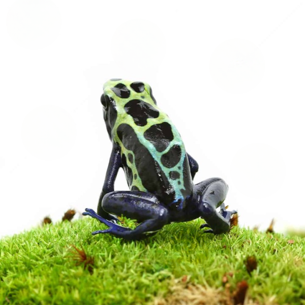 Green Sipaliwini Tinctorius Dart Frog