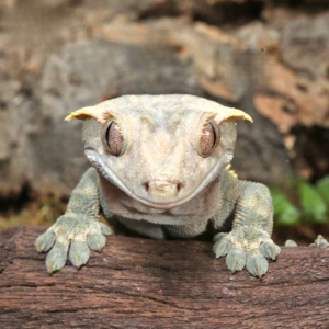 Harlequin Tailless Crested Gecko