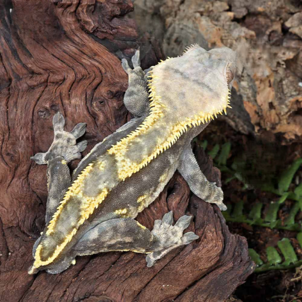 Harlequin Tailless Crested Gecko - Image 2