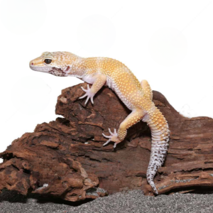 Adult Hypo Carrot Tail Leopard Gecko