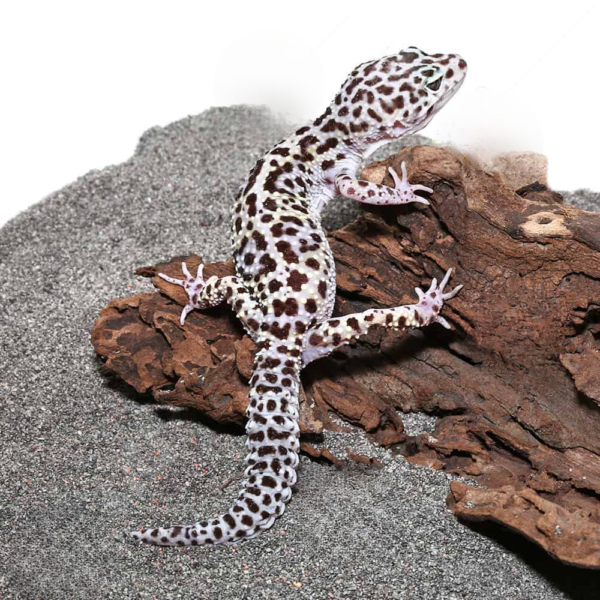 Adult Mack Snow Leopard Gecko