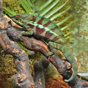 Adult Panther Chameleon for sale