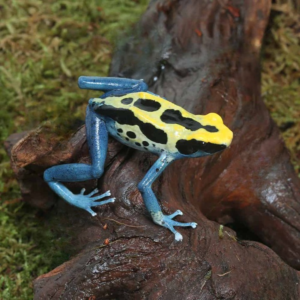 Adult Patricia Tinctorius Dart Frog