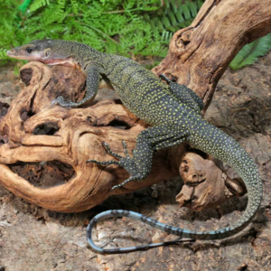 Adult Peach Throat Monitor