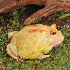 Adult Pikachu Pacman Frog