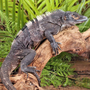 Adult Spiny Tailed Iguana for sale.