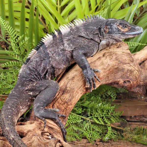 Adult Spiny Tailed Iguana for sale.
