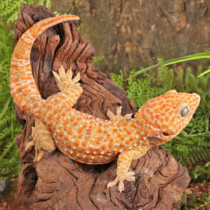 Male Albino Tokay Gecko