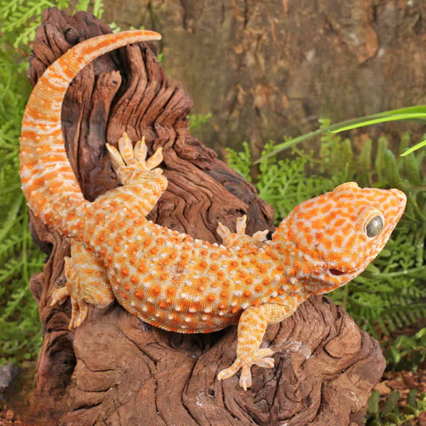 Male Albino Tokay Gecko