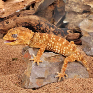Amyae Knobtail Gecko for sale