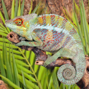 Ankify Panther Chameleon for sale.