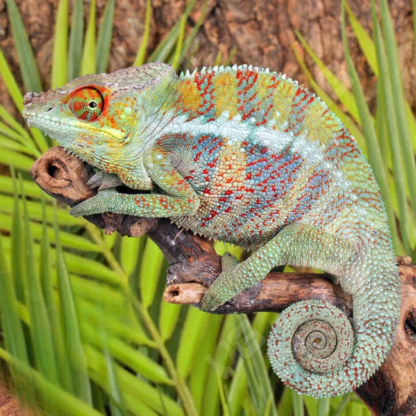 Ankify Panther Chameleon for sale. - Image 2