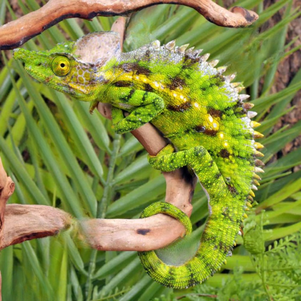 Antimena Chameleon for sale.