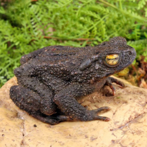 Asian Giant River Toad