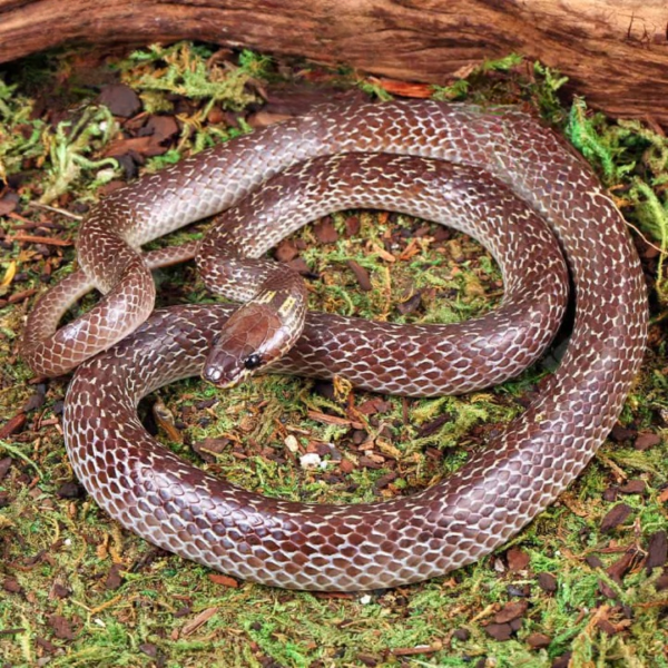Asian Wolf Snake for sale.