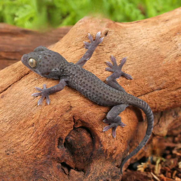 C.B. Baby Blueberry Tokay Gecko