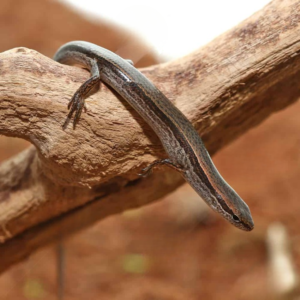 Baby Five-Lined Skink for sale