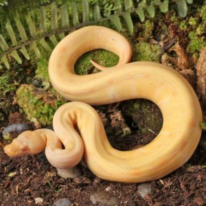 Baby Female Albino Gravel Pinstripe Ball Python
