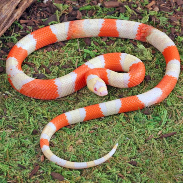 Baby Albino Honduran Milksnake for sale.