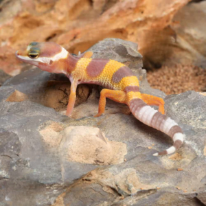 Baby Albino Leopard Gecko